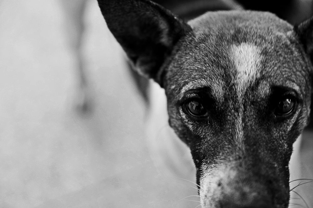 Photograph by Andrés Bossio