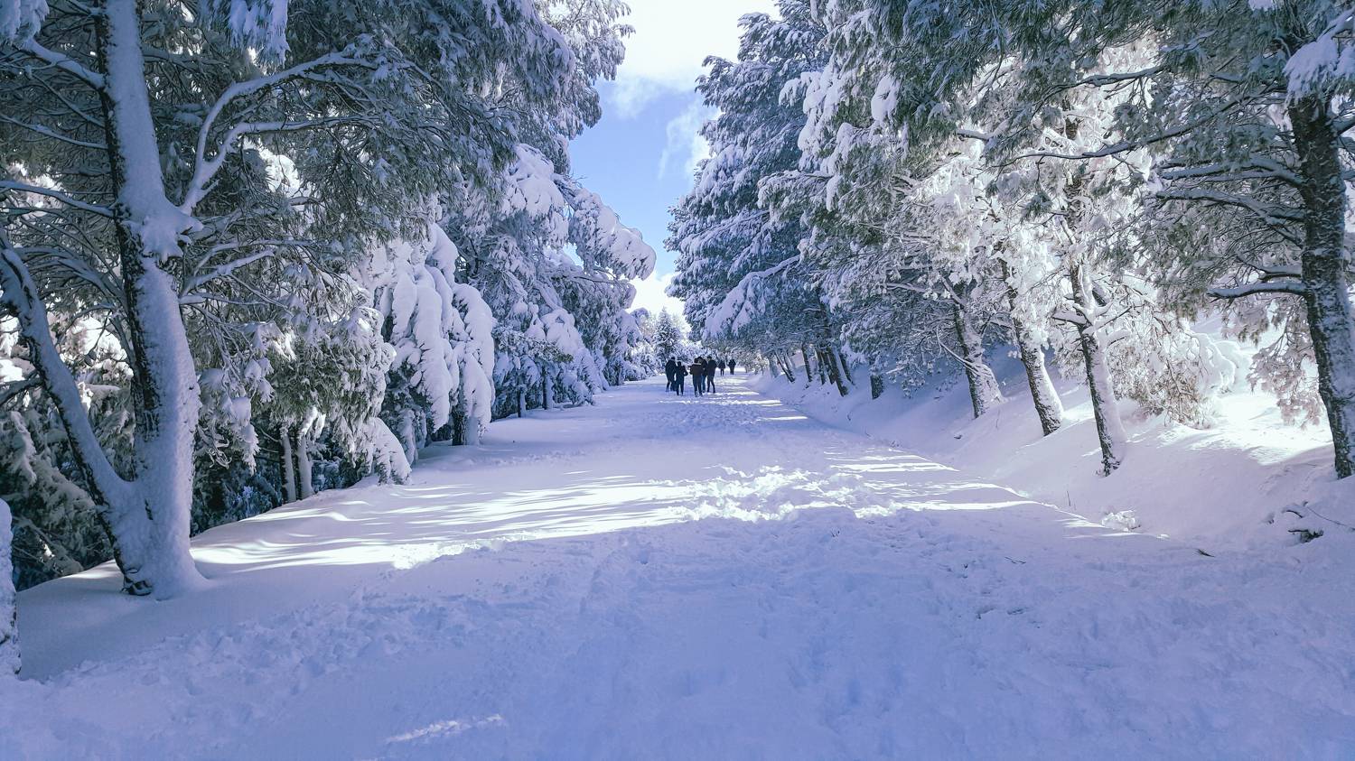 Photo #8726165