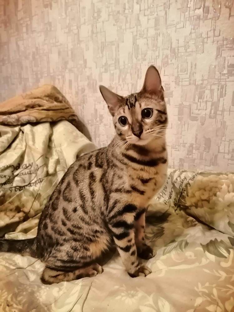 Photograph by Татьяна Ненюхина