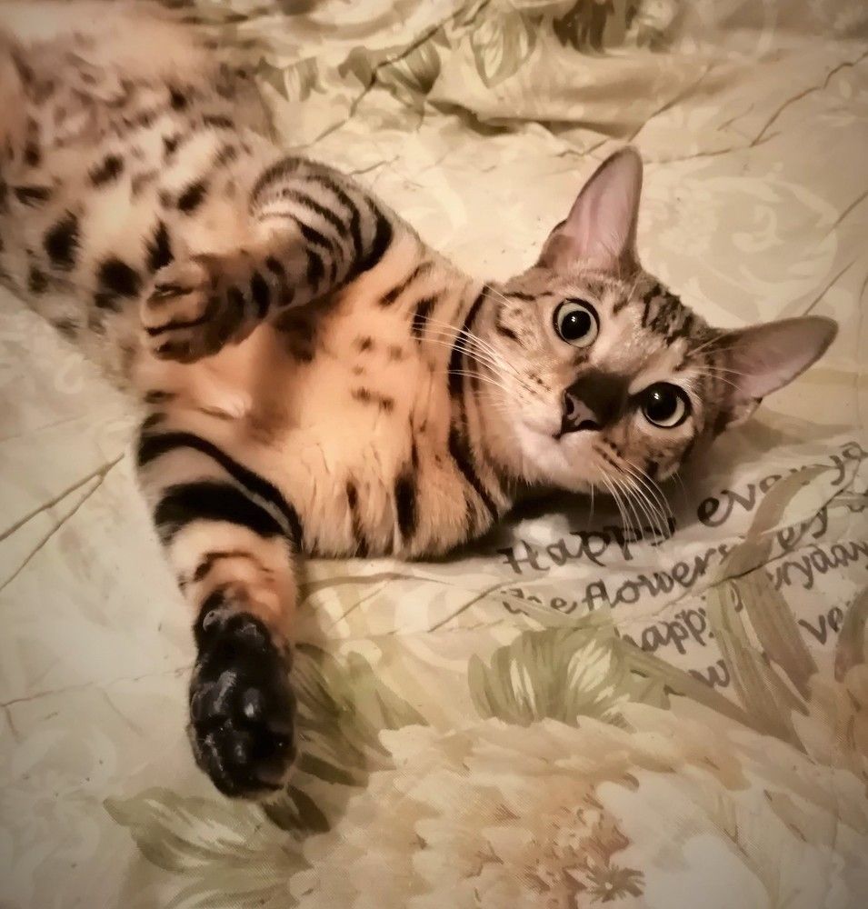 Photograph by Татьяна Ненюхина