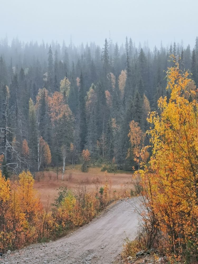 Autumn fog in Paanajarvi National Park
