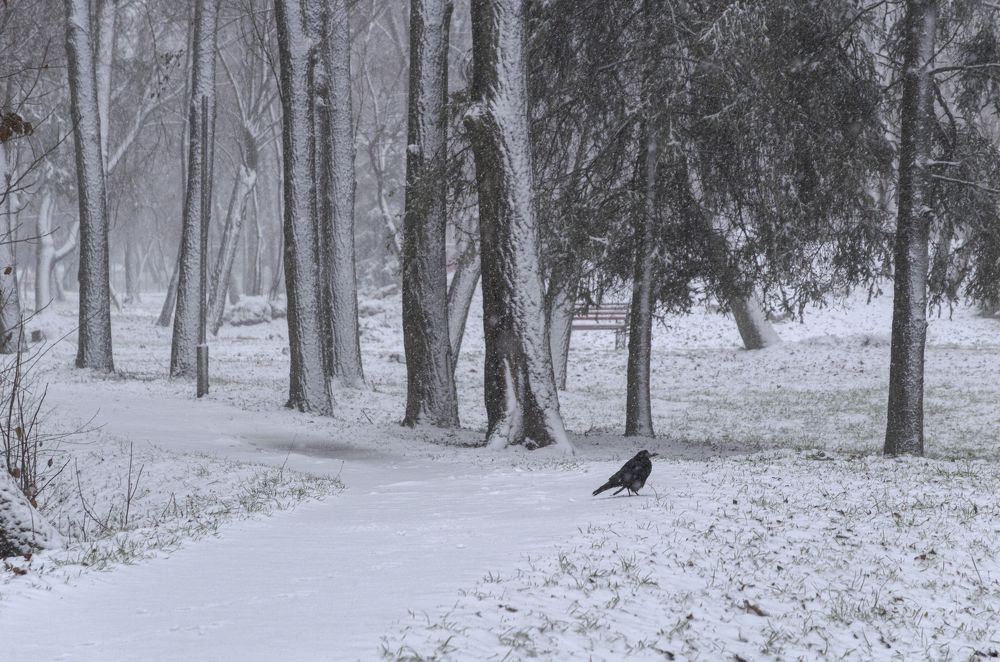 Photograph by Светлана Мельник