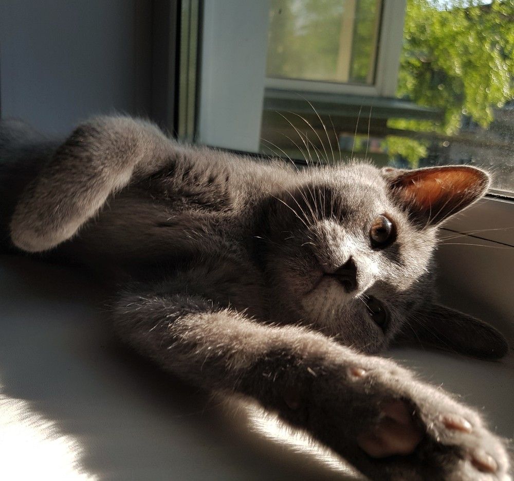 Фотография автора Максим Грибанов