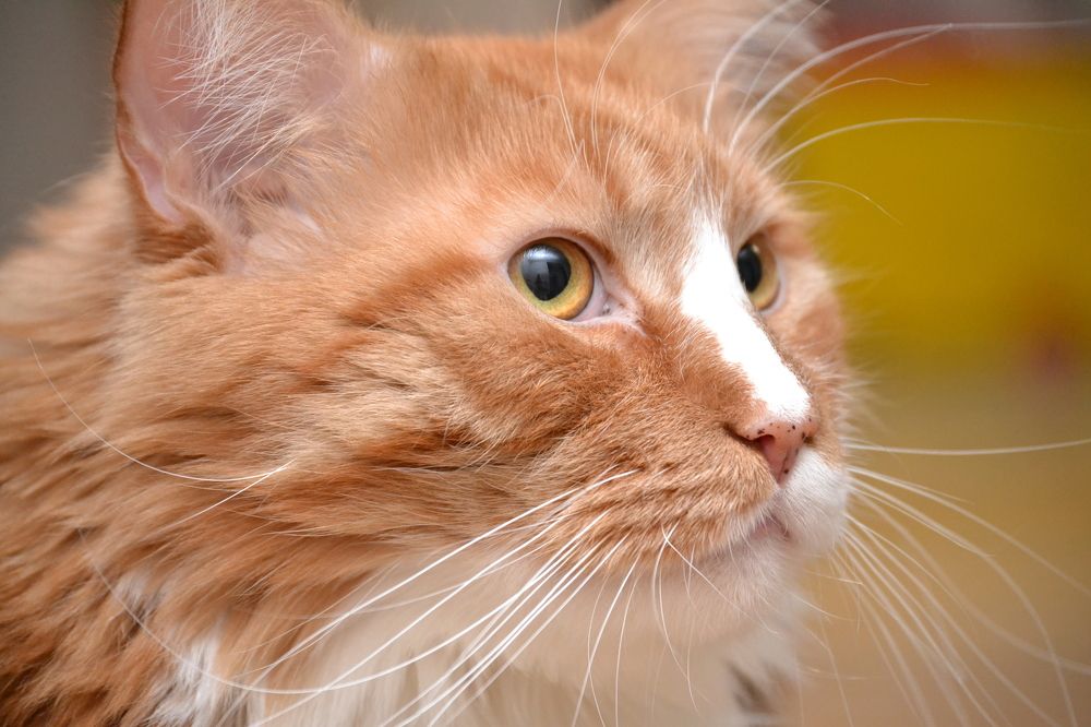 Photograph by Вера Волкова