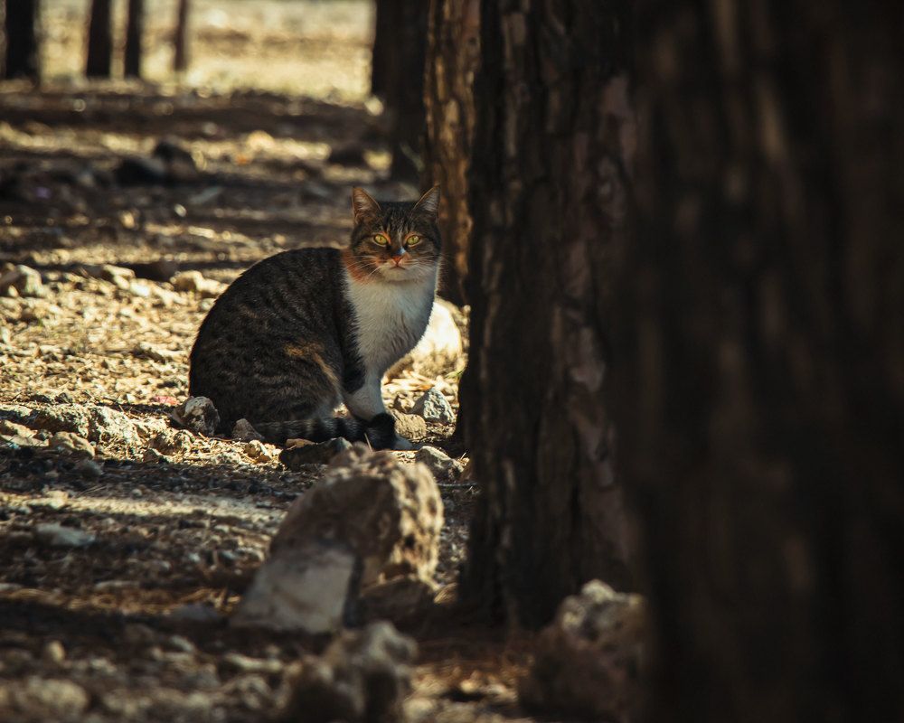 Photograph by iman hafezkhan