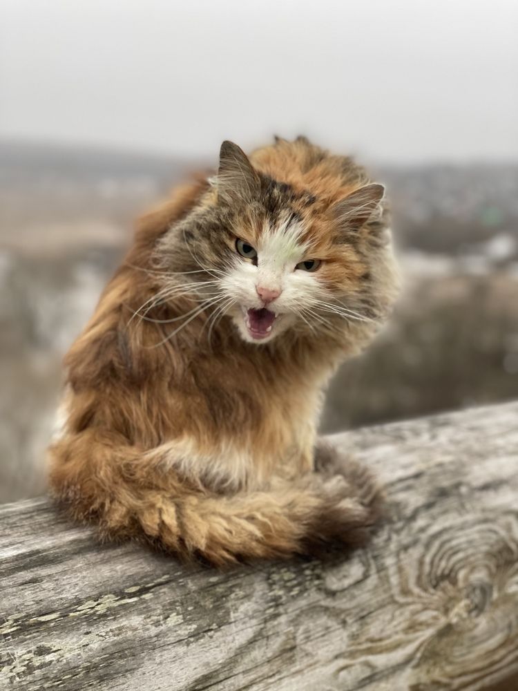 Фотография автора Anna Kochergina