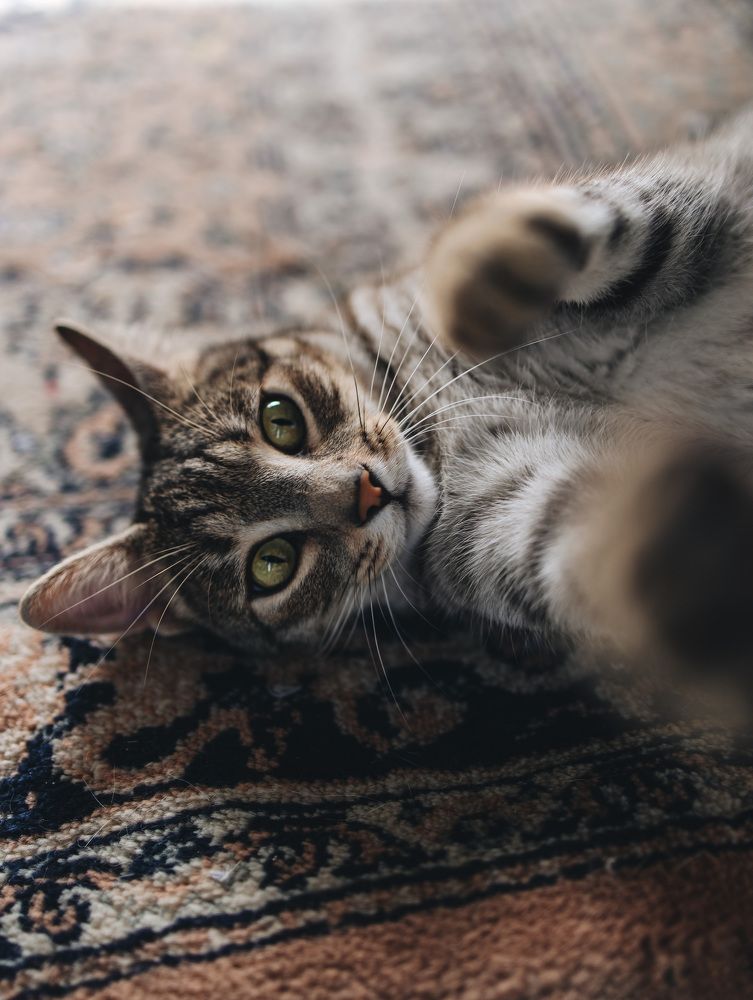 Photograph by Alma González