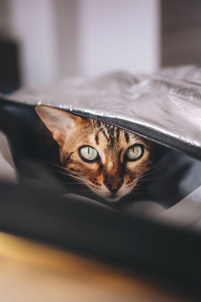 Photograph by Alma González