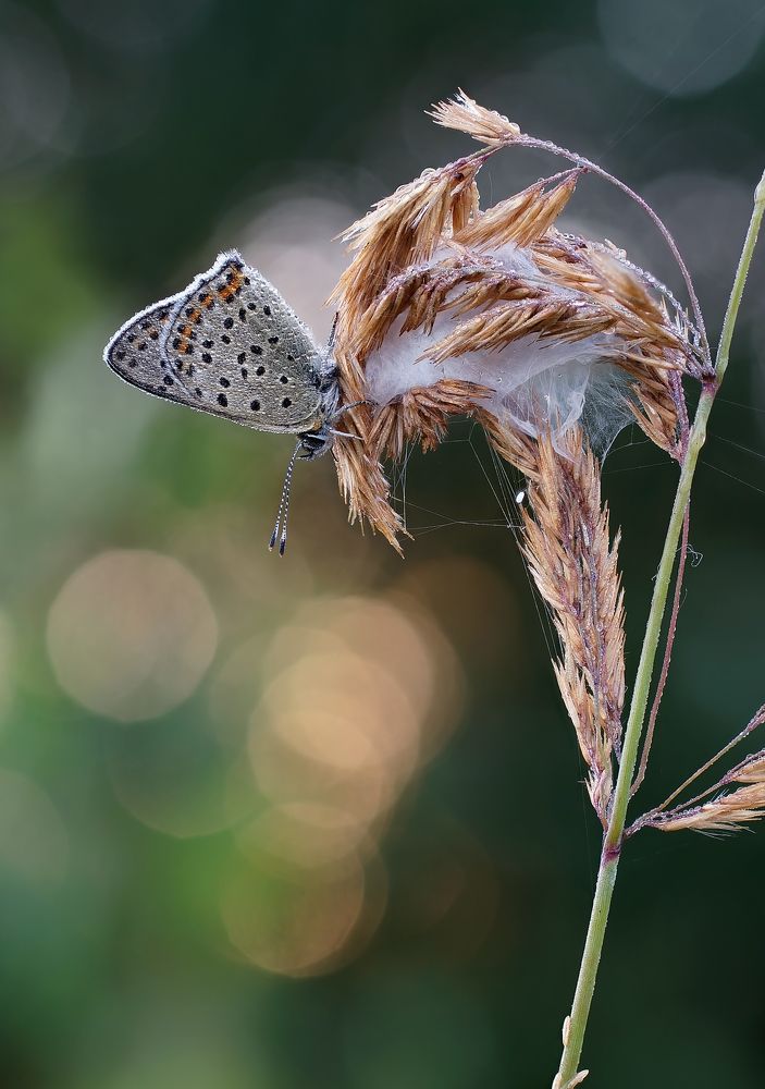 Photograph by Чепленко Алексей
