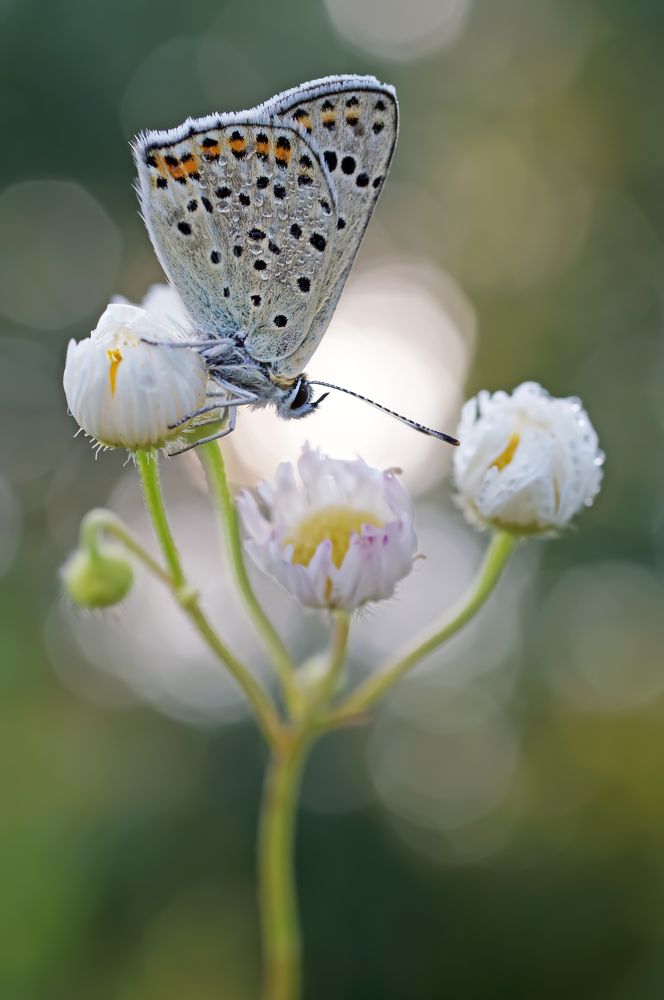 Photograph by Чепленко Алексей