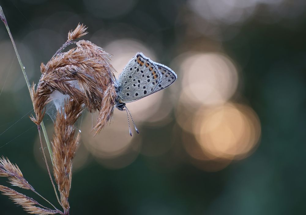 Photograph by Чепленко Алексей