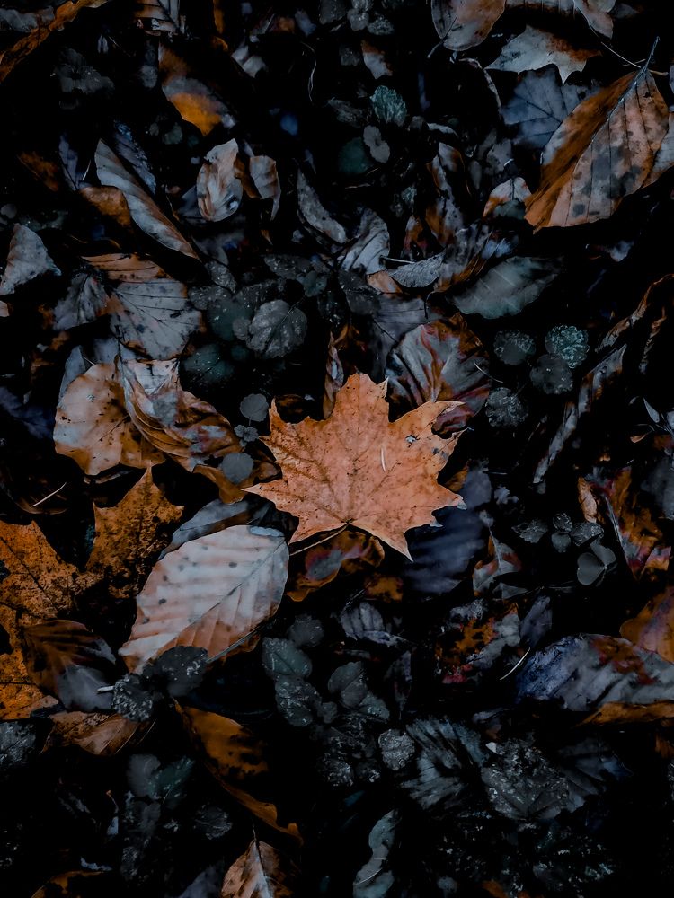 Photograph by Bohdan Nahirnyj