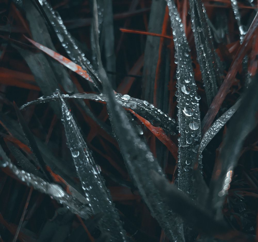 Photograph by Bohdan Nahirnyj