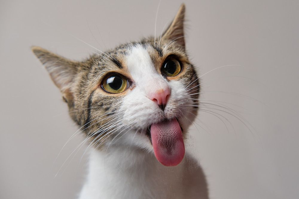 Photograph by Miguel Romero