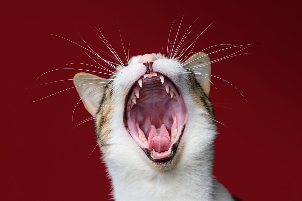 Photograph by Miguel Romero