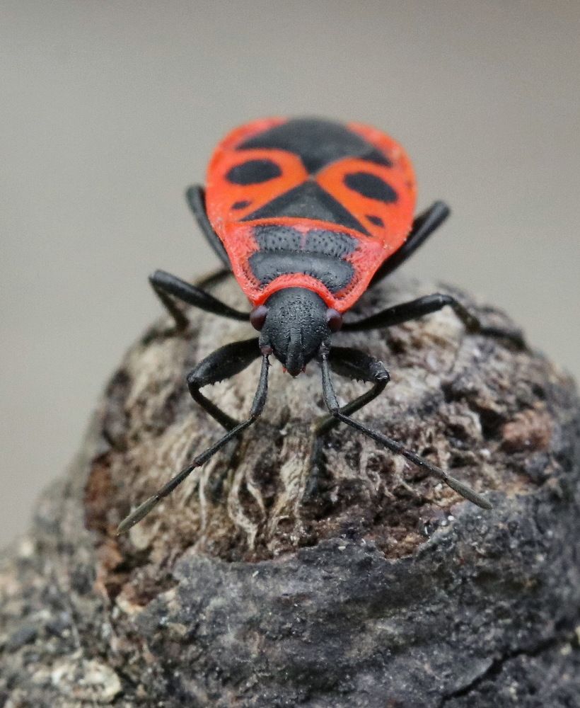 Photograph by Игорь Осипов