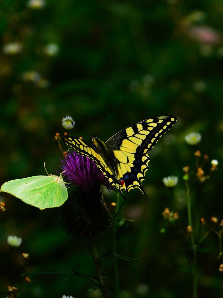 Photograph by Franka Pisaric