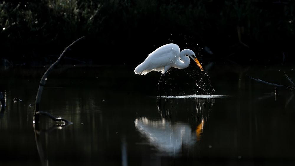 Photograph by Juan Berzunza