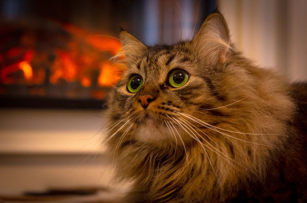 Photograph by Диана Бородзе