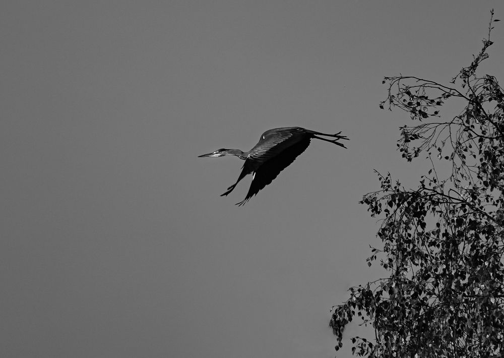 Полет серой цапли