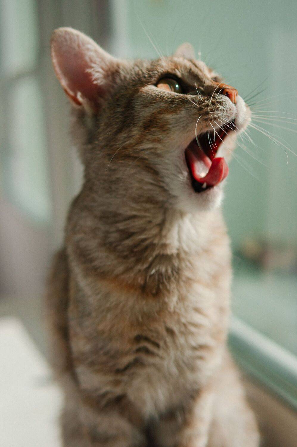 Photo #8727596