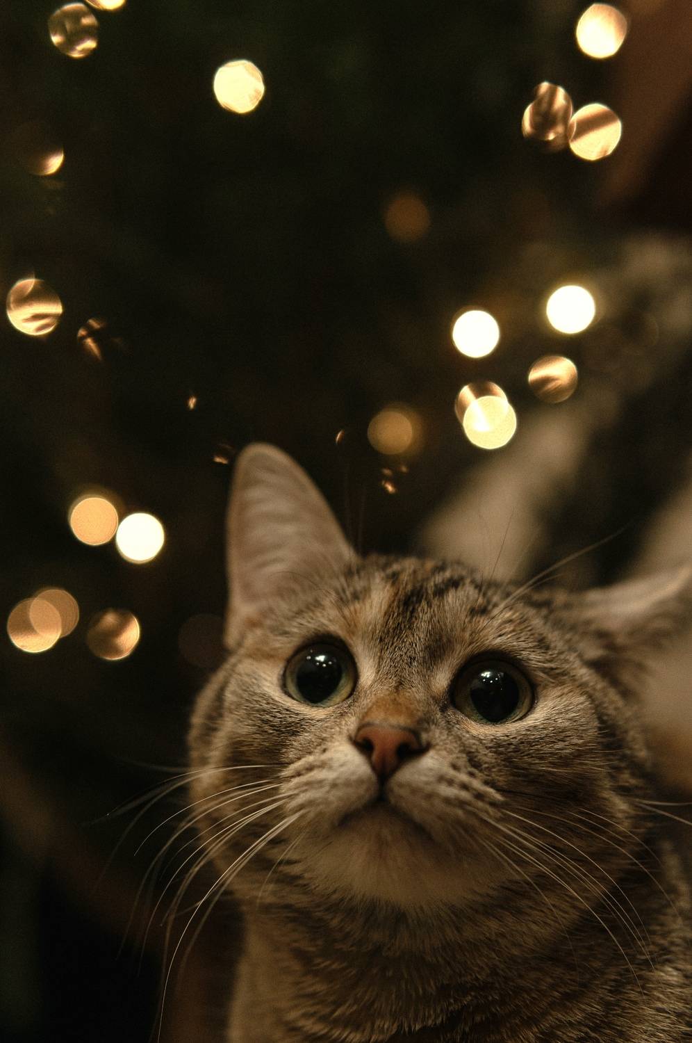 Photo #8727598