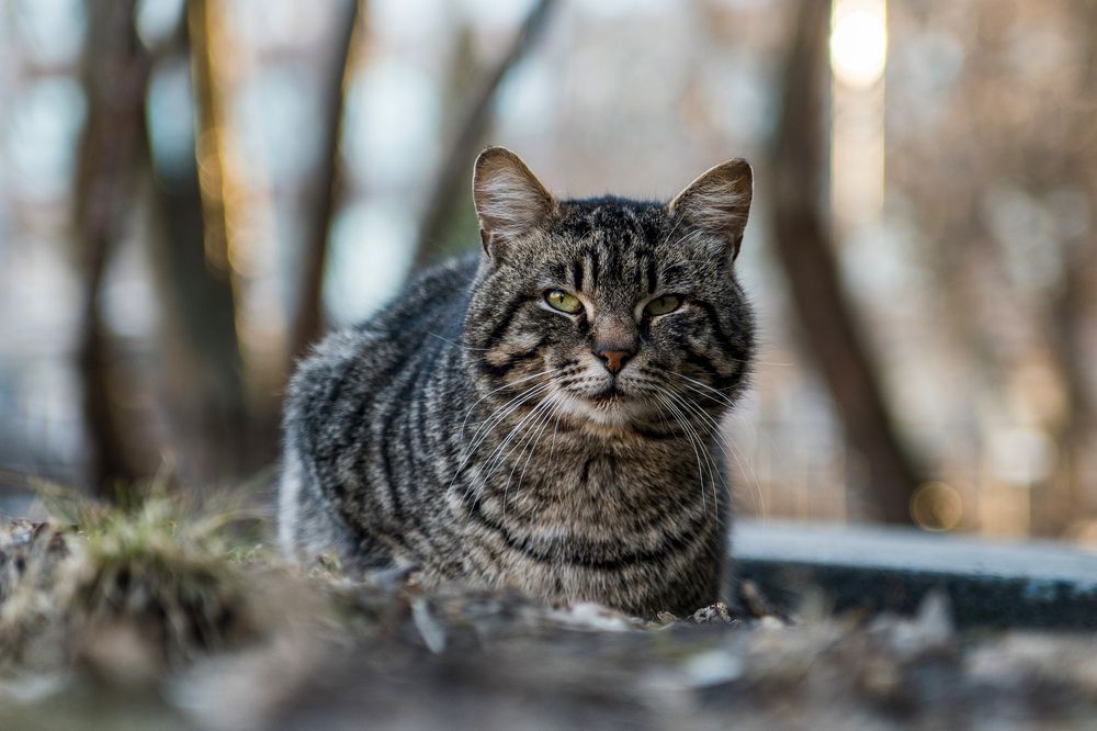 Фотография автора Маори Мурр