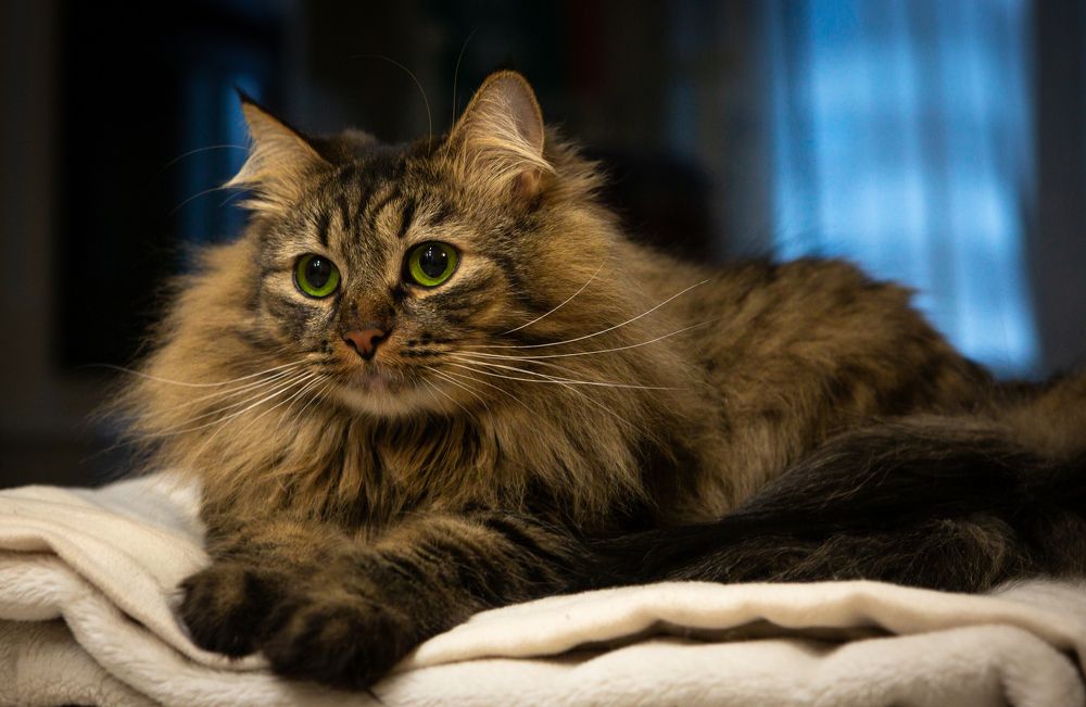 Photograph by Диана Бородзе