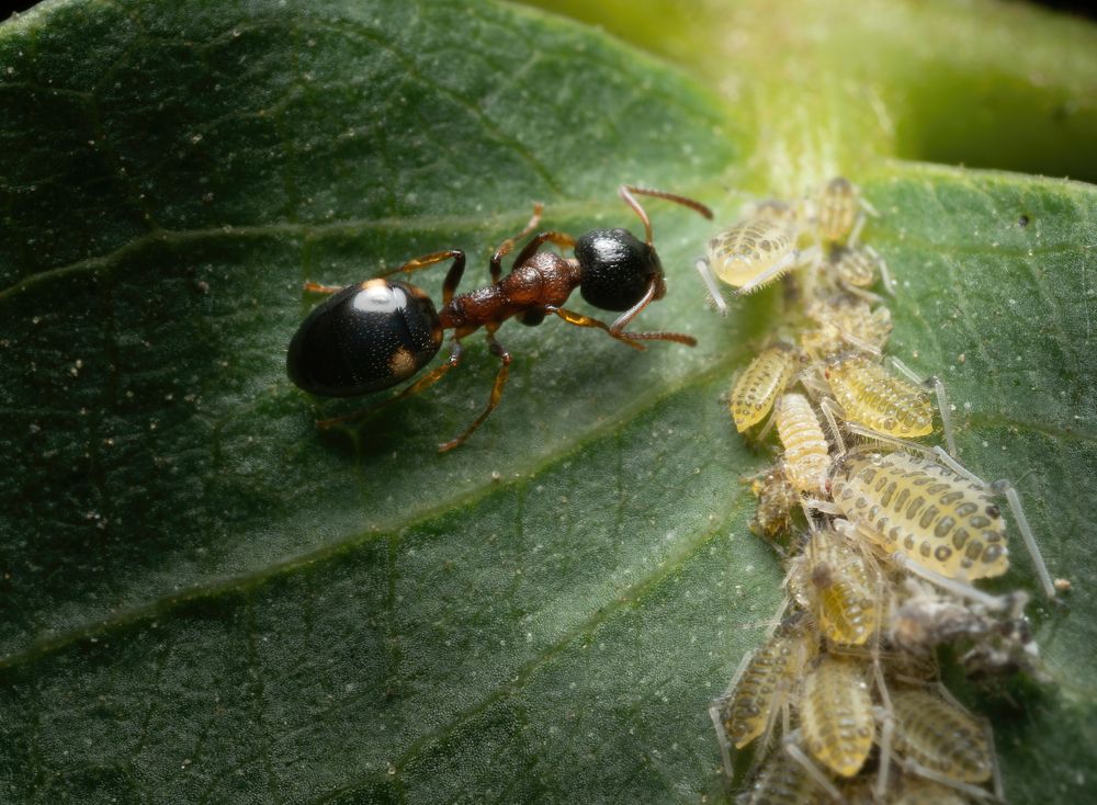 Муравьи пасут тлю