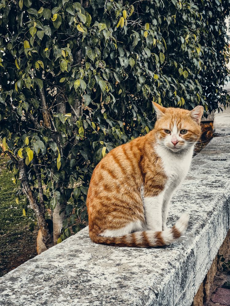 Photograph by Александра Кропивка