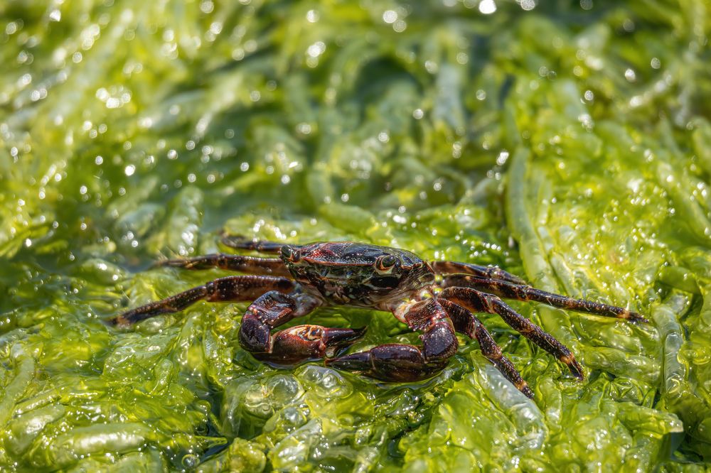 Photograph by Александр Свиблов