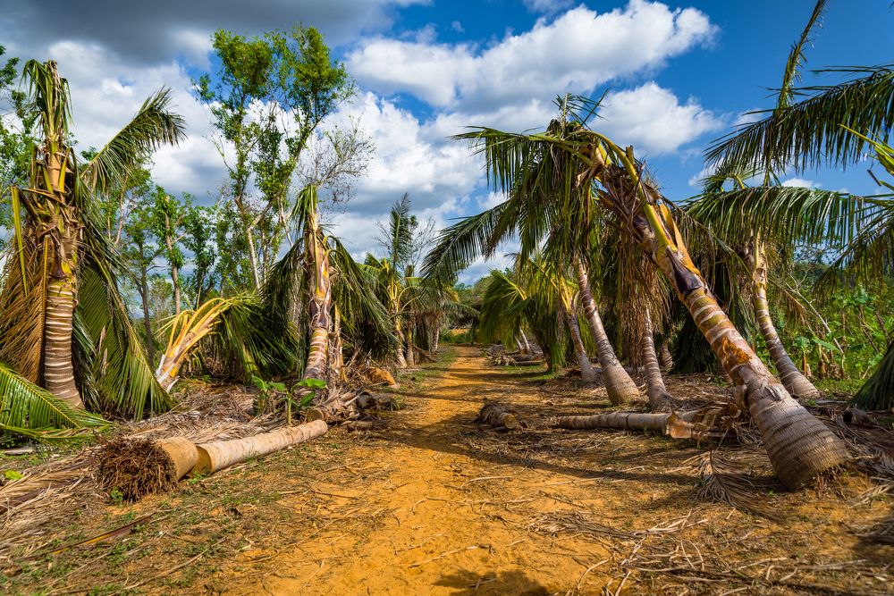 Viñales pathway of the hurricane