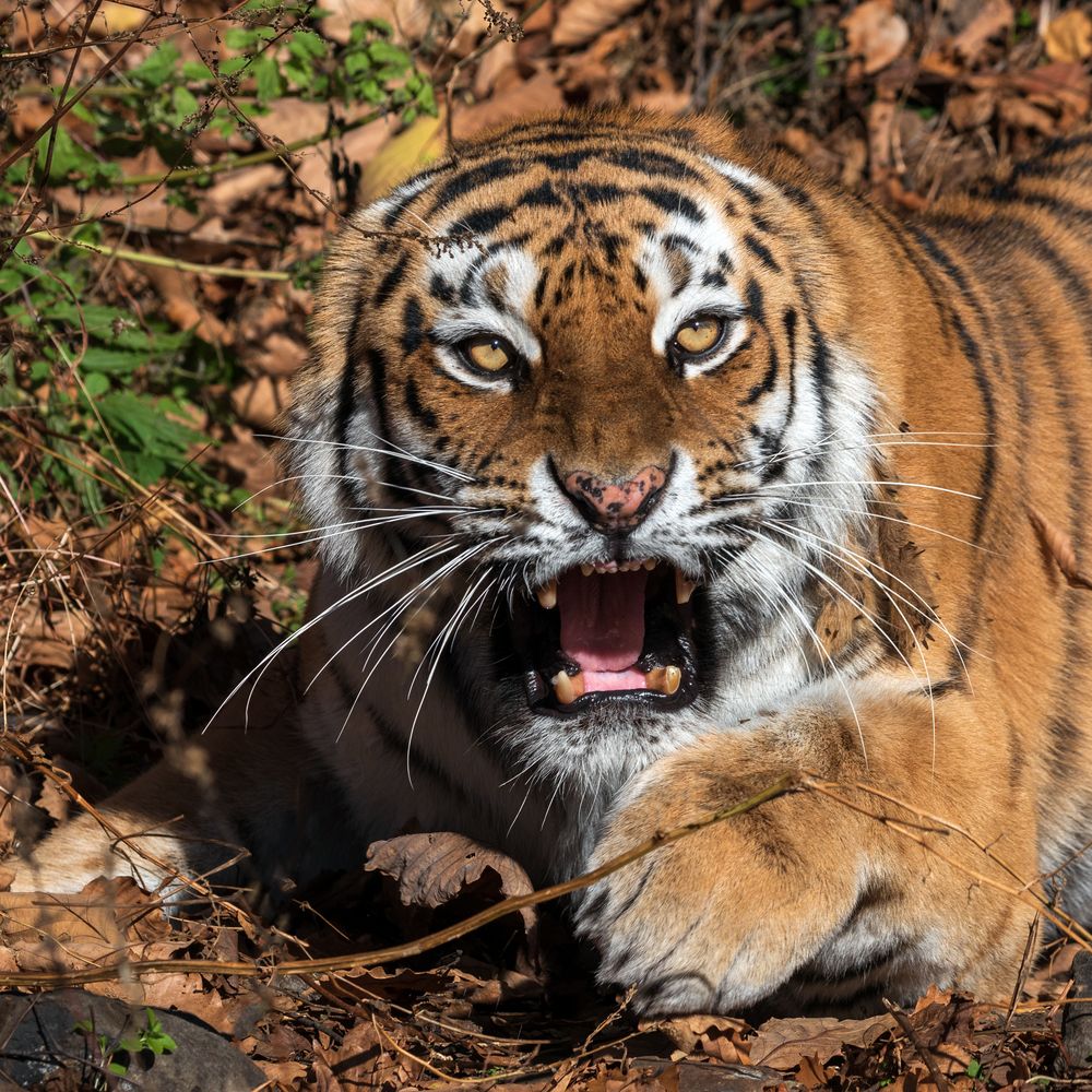 Photograph by Крицак Ольга