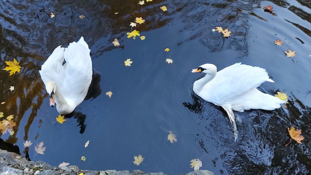 Photograph by ЭЛЬМИРА  ИСМАИЛОВА