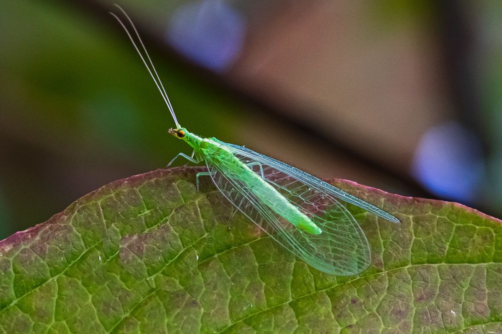 Фотография автора Николай Бологов