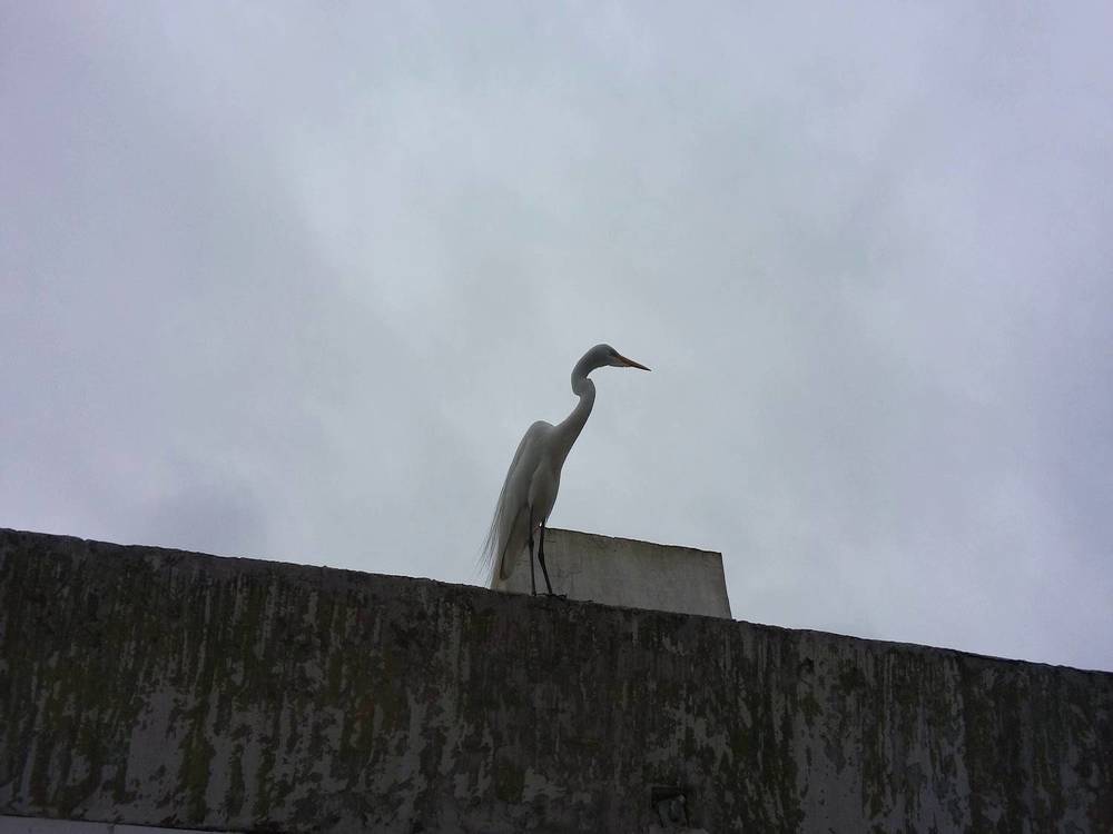 Graça, a garça da Ponta da Praia.