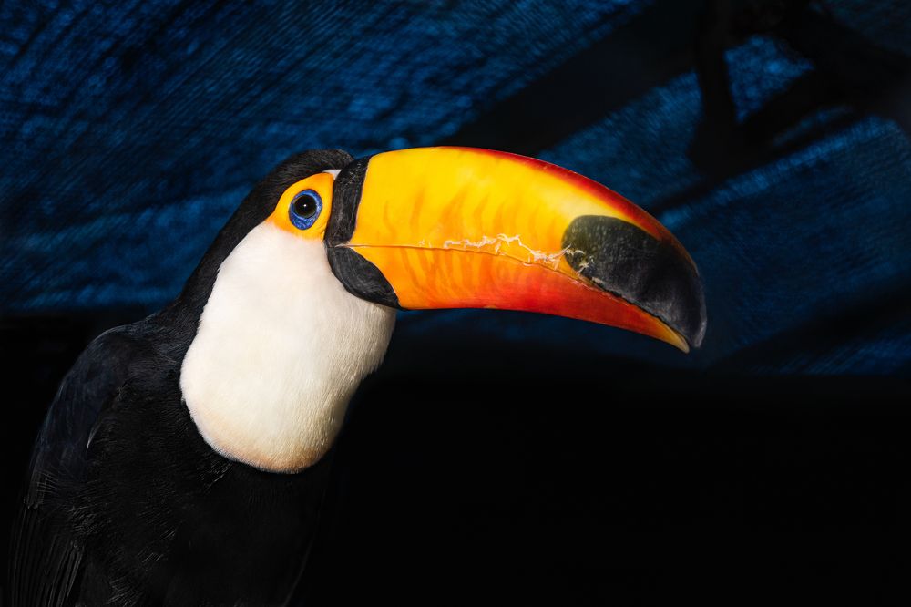 Африканский тукан