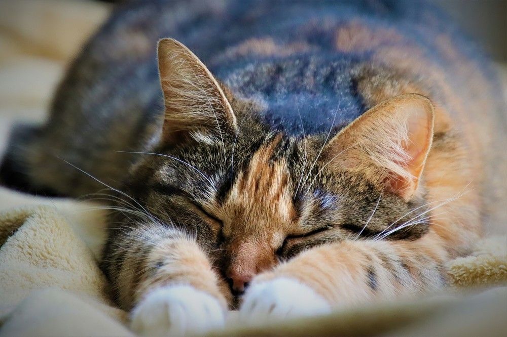 Photograph by Carol Taylor