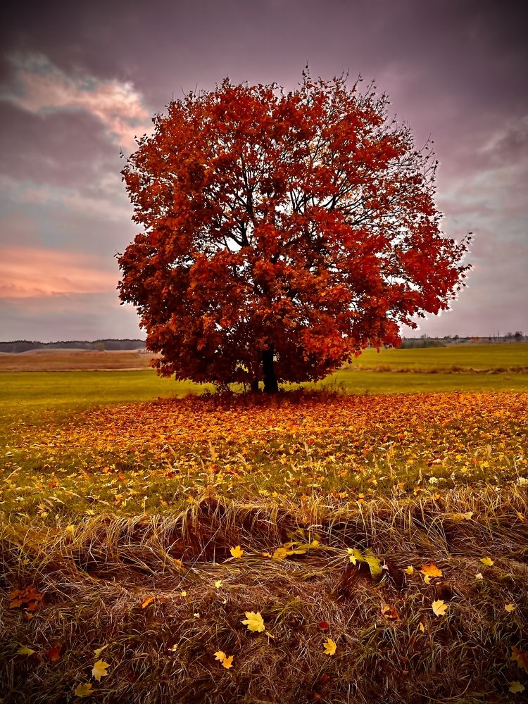 Autumn tree