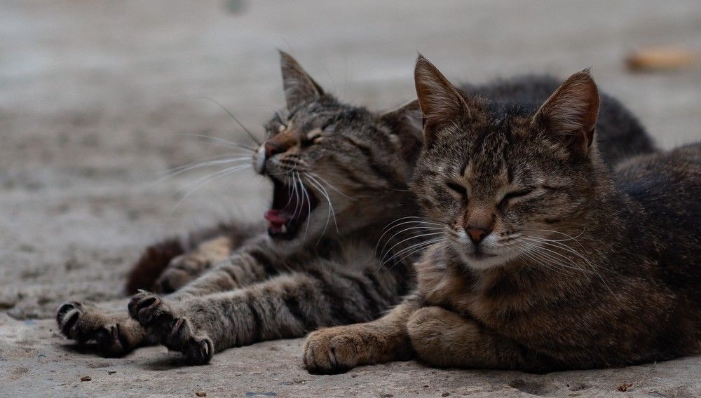 Photograph by Николай Абрамов