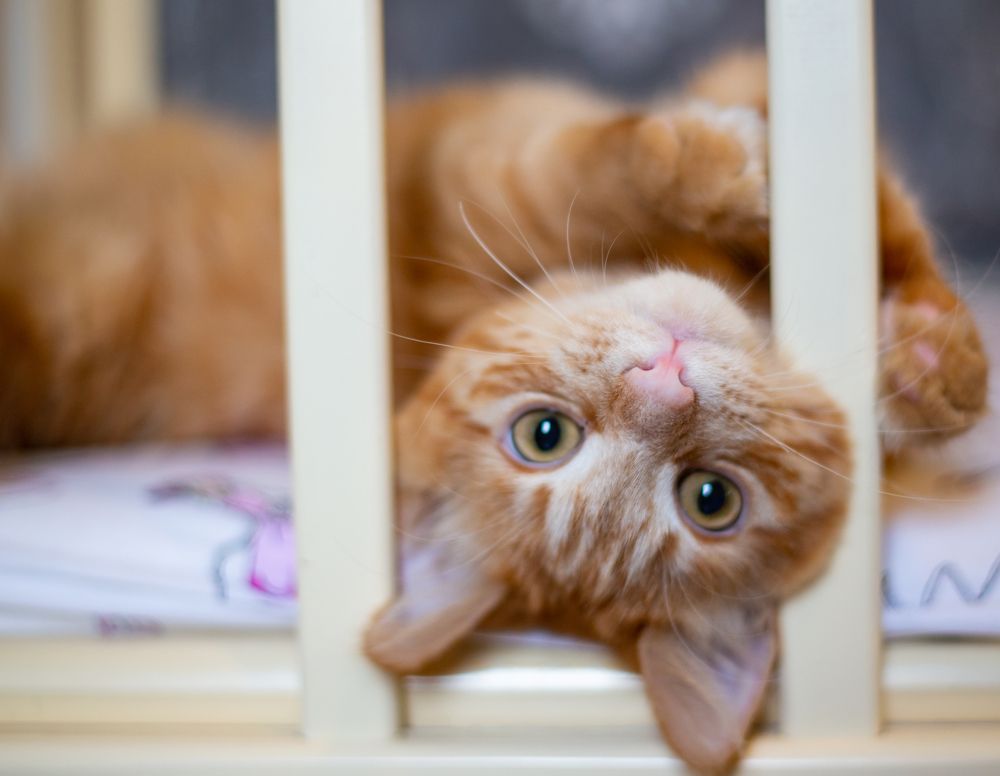 Photograph by Николай Абрамов