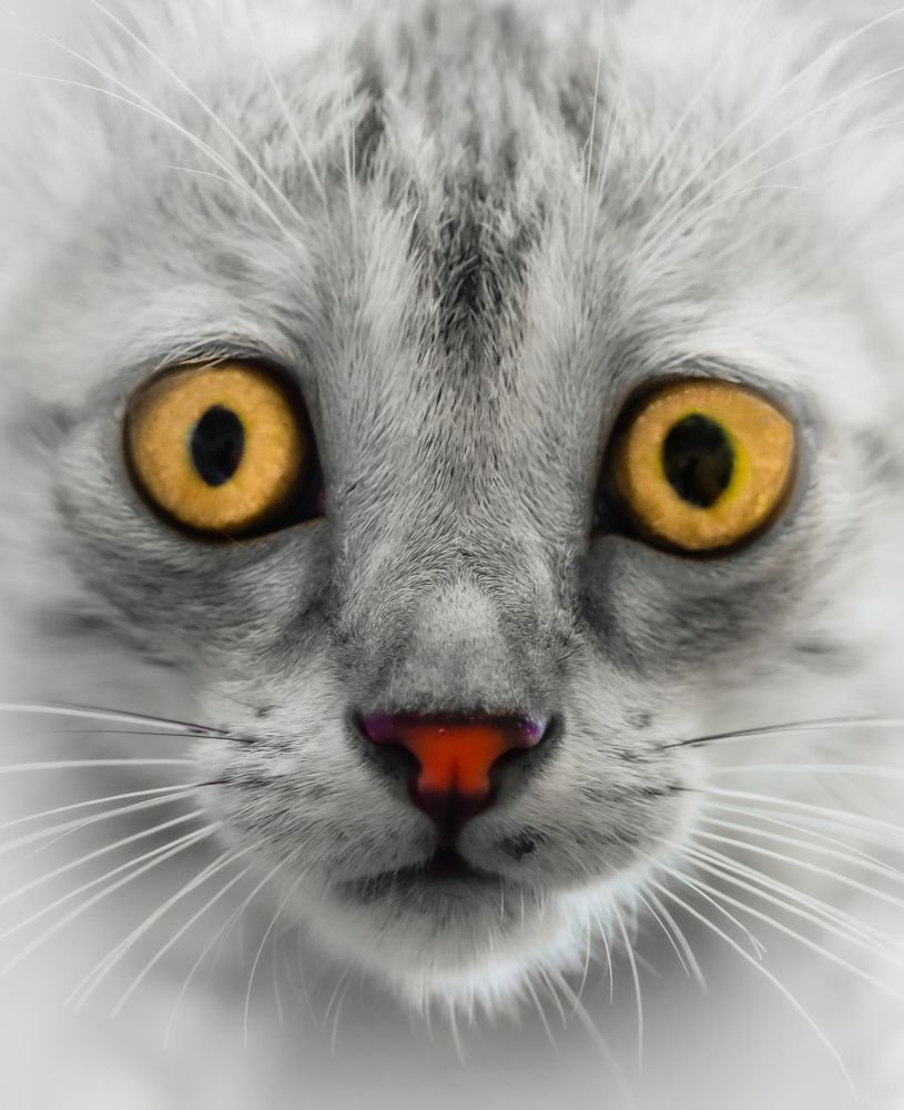 Photograph by Thakor Virendrasinh