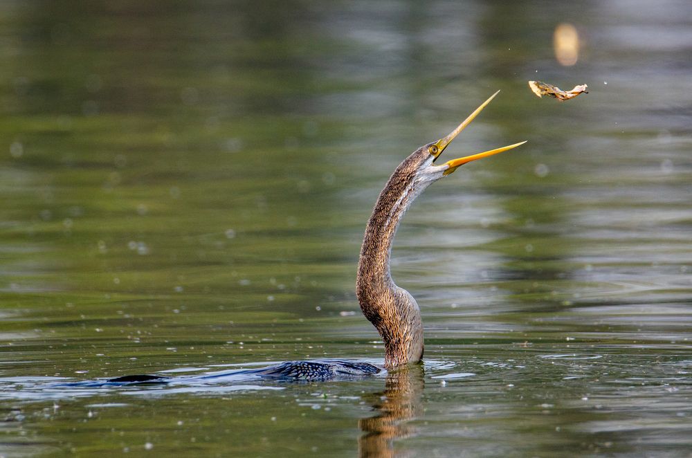 Photograph by PURNENDU BAGCHI