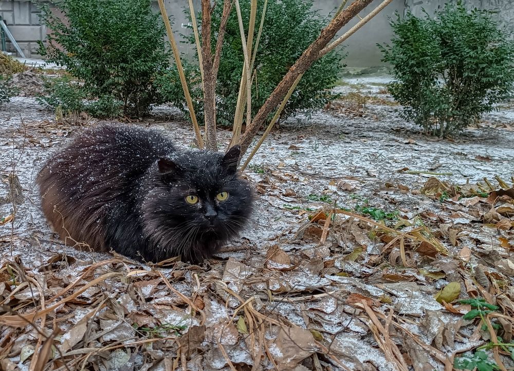 Вдруг пришла зима