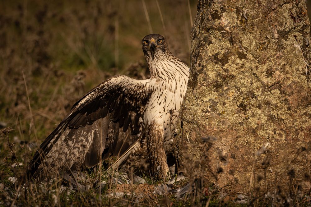 Photograph by Nikolay Stoyanov