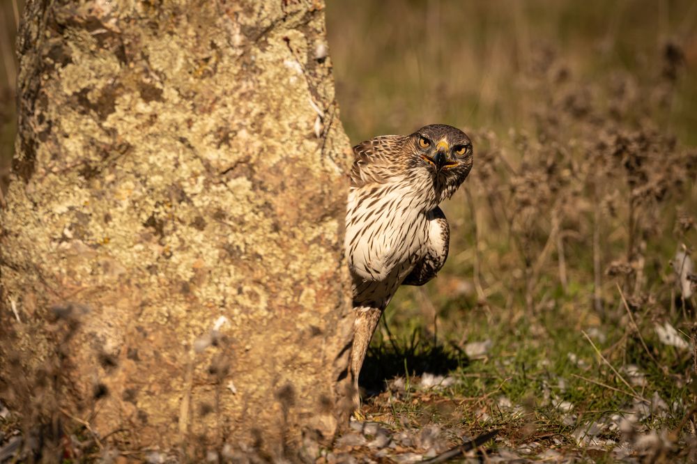 Photograph by Nikolay Stoyanov