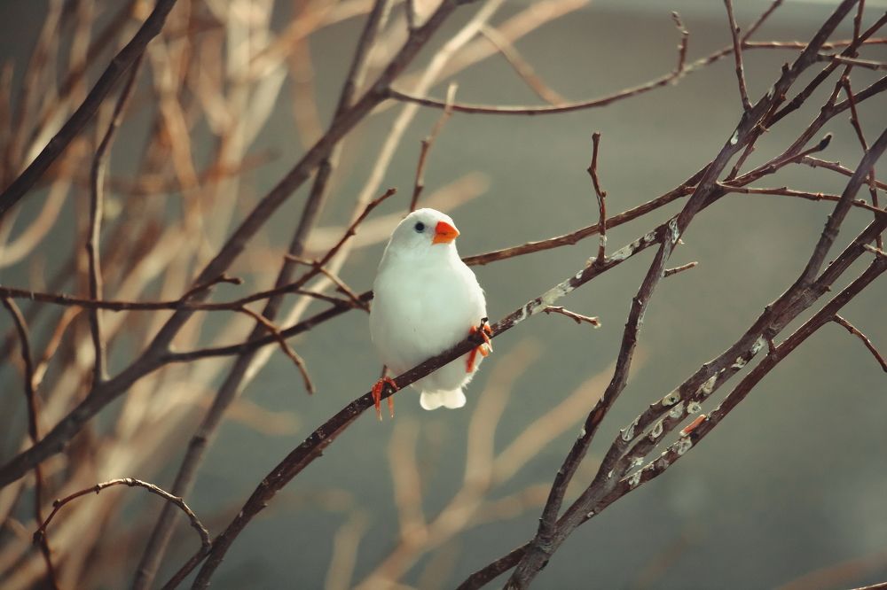 Photograph by Mahdi Reihani Bozorg
