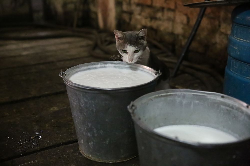 Кошкино счастье