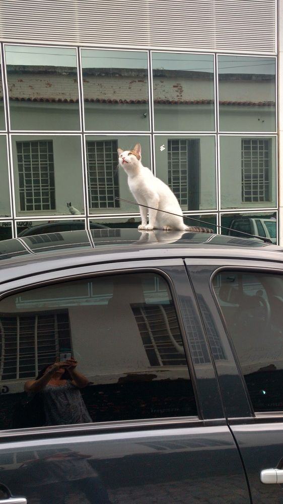 The white cat