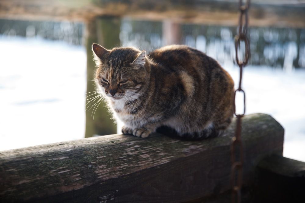 Фотография автора Гудкова Светлана